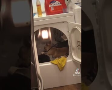 When my #dog hopped into the #dryer #ytshorts #funny #chihuahua