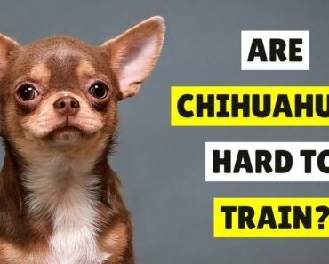 Are Chihuahua Dogs Hard to Train?