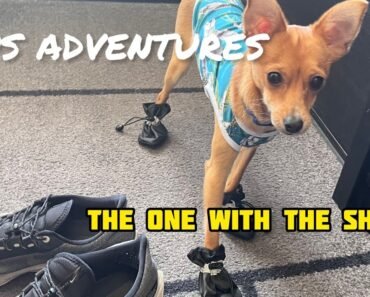 Chihuahua mix puppy, Gus, tries on shoes!