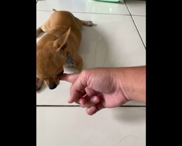 Conan The Chihuahua Obedience Training