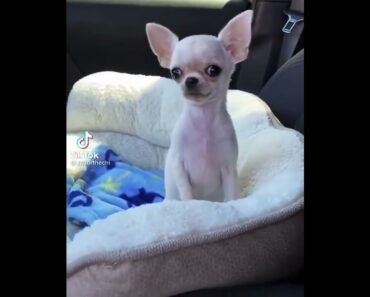 Cute Chihuahua puppy || BABY DOGS ||