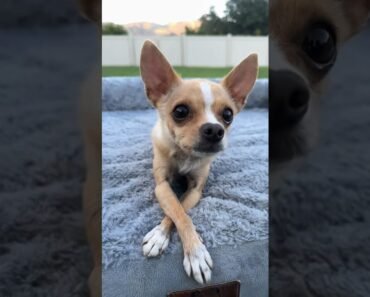 Epic the chihuahua practicing some dog tricks