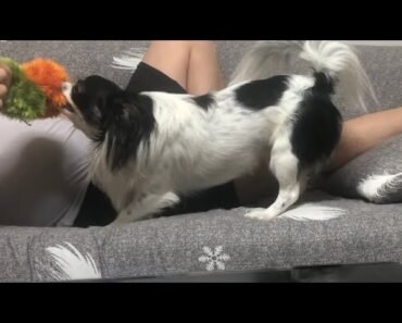 Chihuahua mix Papillon Best Time :Play w/ Mom&Dad(Kei’s Life vlog)