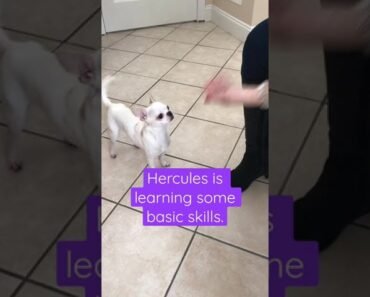 ADORABLE CHIHUAHUA LEARNS NEW SKILL! #shorts #dog #cutedog