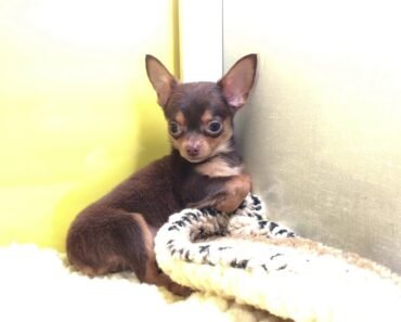 Chihuahua puppy from Empire Puppies