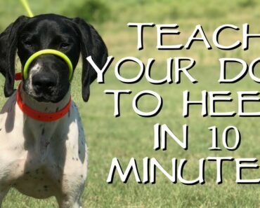 Teach Your Dog To Heel In Less Than 10 Minutes