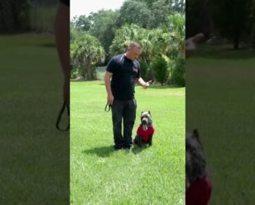Don’t let you dog get away with the little stuff