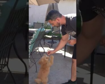 Easy Dog Training Trick