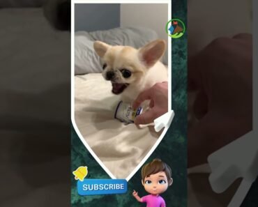Don’t Mess With This Tiny Terror: Angry Chihuahua Clip #shorts
