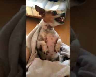 Angry Chihuahua Goes Wild