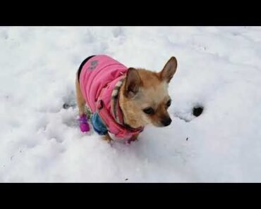Cute Chihuahua birthday style