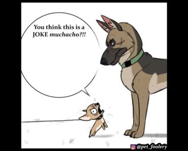That Angry Chihuahua Wants Beef With Brutus