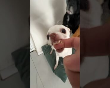 Niki Ozeri bites me #chiuahua #angrychihuahua #mreviatar #nikiozeri #kuchikuchi