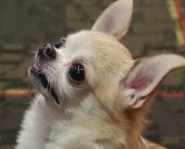 Cutest Tiny Funny Chihuahua Puppy Hildy Sances for Talent Hounds