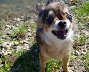 Angry chihuahua doesn’t want to be petted