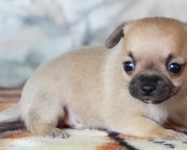 A very sweet little baby chihuahua puppy dog