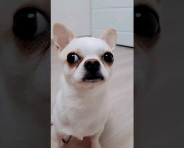 Angry chihuahua #shorts #dog