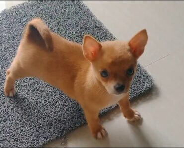 I was chased by our Naughty Small Chihuahua Puppy