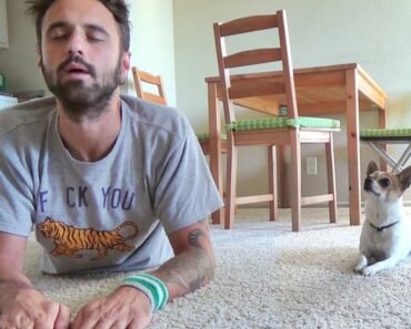 Yoga with chihuahua Pancho episode #2