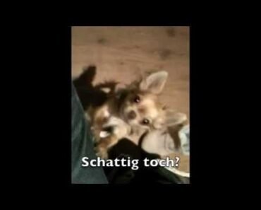 chihuahua naughty