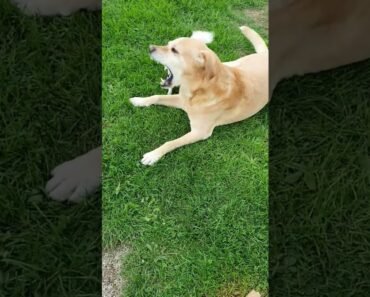 funny dogs #shorts #dog #cutedog #animals #labrador #chihuahua