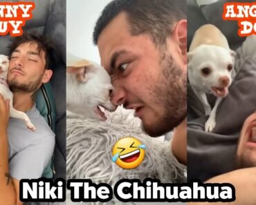 Angry Cute Chihuahua ️
