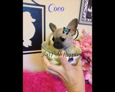 Smallest micro teacup chihuahua puppy for sale ” coco”
