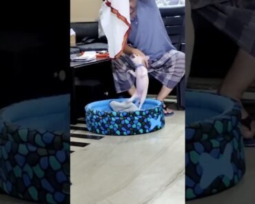 Naughty Chihuahua puppy’s jumping session with my dad ️ #shorts