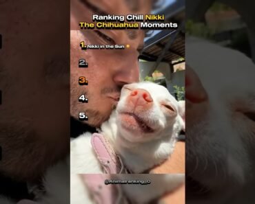 Niki Is The Chillest Chihuahua You Will Ever See #dog
