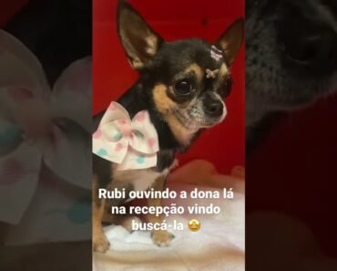 Choro de Chihuahua Micro!!! #chihuahua #pet #dog #toppet