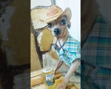 Chihuahua Puppy Dress Up as Cowboy, too cute Chihuahua Puppy Dress Up as Cowboy, too cute
